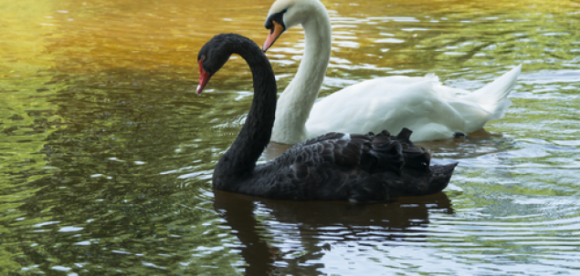 Cum se numesc cele doua lebede din Lacul Lebedelor?