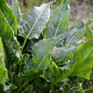 Ștevia (Rumex patientia): Beneficii, mod de consum și rețete delicioase