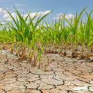 Seceta din Europa scumpește legumele și fructele. Care sunt cele mai afectate culturi