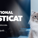 Peste 150 de pisici din toată lumea pot fi admirate la Salonul Felin Internațional SofistiCAT, găzduit de Mega Mall