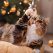 Pisicuțele și Crăciunul: Compilație amuzantă de sezon 