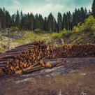 The Deforestation Beat: La fiecare 1.2 secunde un copac este tăiat!