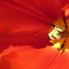 Despre menstruatia frecventa sau polimenoree 