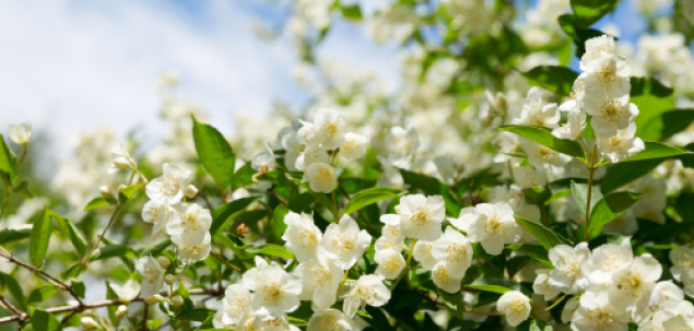 Acestea sunt flori de...