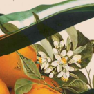Craciunul Organic - festivalul Craciunului Verde pe 17 si 18 decembrie 