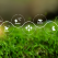 Cum protejează România biodiversitatea: pajiști, ecoducte și o stație de apă devenită refugiu natural