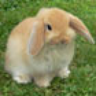 Povestea iepurasului de Paste