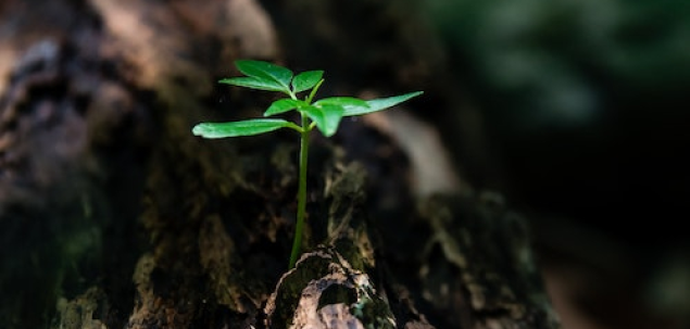 Ce valoare e cea mai importanta pentru tine in viata?