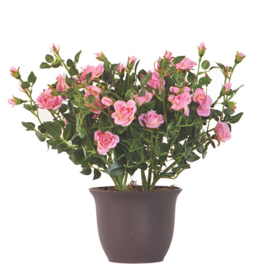 Planta Mini Rose 
