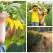 Copii fericiți în lanul de Floarea-Soarelui: 21 de Imagini minunate care te fac să retrăiești copilăria 