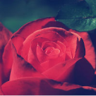 20 de imagini cu flori