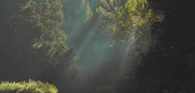 In timp ce esti deja in padure, sesizezi o creatura. Ce este?