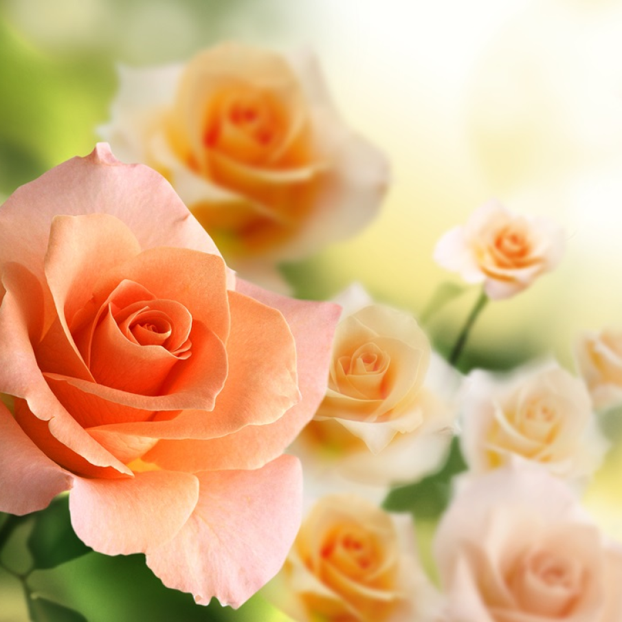 Trandafirii Cleopatrei... 