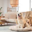 Ai un prieten cu blană? Iată cum îl poți lăasa singur acasă în siguranță!