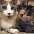 5 rase de pisici superbe 