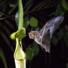 Planeta noastră, mult așteptatul serial-documentar, va avea premiera pe 5 aprilie 2019