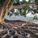 Natura este UIMITOARE: Top 10 Cei mai Spectaculosi Copaci din lume