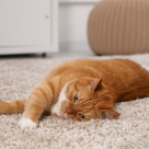 Cum să scapi eficient de părul de pisică de pe covoare. Trucuri utile pentru orice stăpân de felină