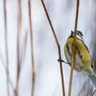 Octavian Paler – Definitia unui strigat