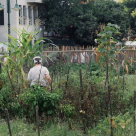 Tot mai mulți români aleg să culeagă singuri legumele direct din grădina producătorului
