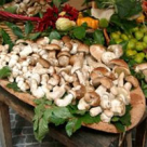 Tocanita din ciuperci