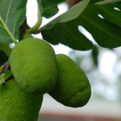 Nucile Maya - Super-alimentul mayasilor si noul aliment miraculos al secolului XXI