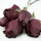 Iubirea a murit. Traiasca iubirea!