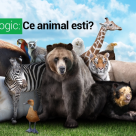 Test de personalitate:  Ce animal esti?