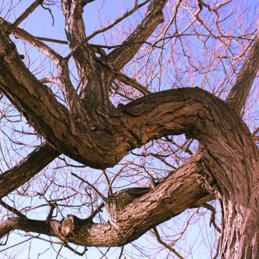 Extractul de scoarta de salcie alba (Salix alba)