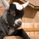 Faceti cunostinta cu Pinguin, Jacob si Julia si o sa aveti o zi MINUNATA!