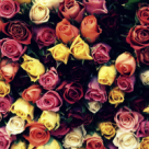 Mesajele secrete ale florilor de primavara: semnificatiile culorilor florale