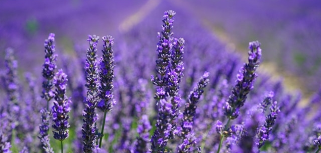 Cum se numeste aceasta floare?