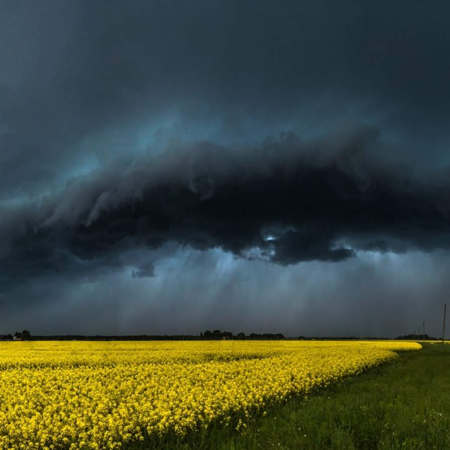 Imagini de vis cu cele mai frumoase lanuri de rapiță - galbenul absolut al lunilor aprilie/mai!