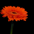 Minunile florale ale lumii 