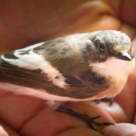 O povestire emotionanta tare: O pasare avea un om...