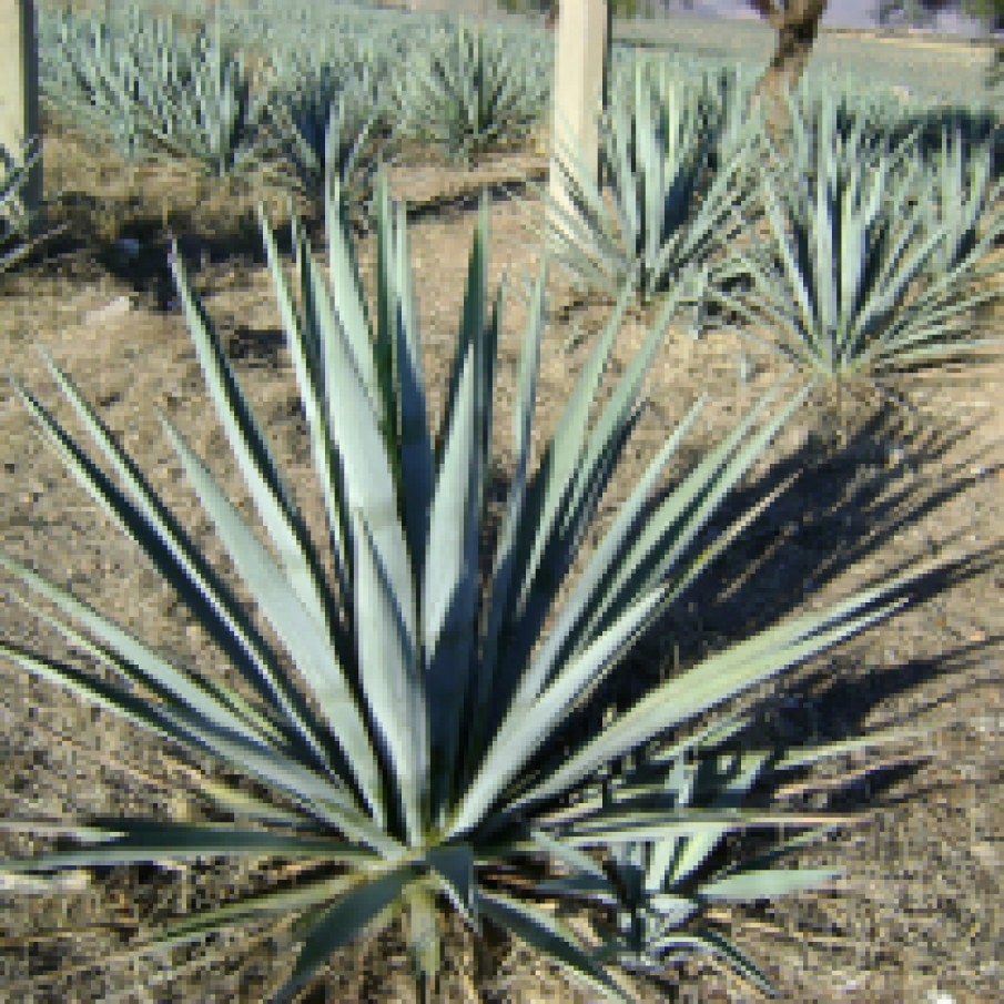 Sirop de agave