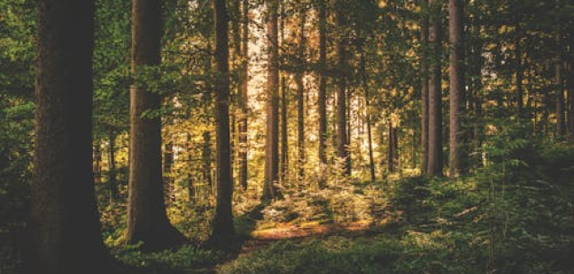 Cum te simti in legatura cu natura si cu mediul inconjurator?