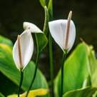 Crinul păcii - Ghid complet de îngrijire. De ce e bine să-l ai în casă?