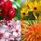 Limbajul secret al florilor: cum sa ne exprimam sentimentele