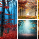 Toamna de o frumusete rara: 16 imagini cu Paduri fermecate, desprinse parca din povesti 