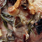 Friptura de porc cu rozmarin, usturoi si masline