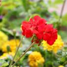 Mușcate - ghid complet de îngrijire și înmulțire pentru flori spectaculoase