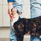 România... pisicilor. Studiu: cum arată portretul proprietarilor de pisici din Români? 