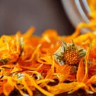 Top 10 cele mai BUNE plante medicinale ROMANESTI