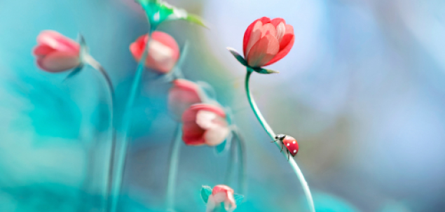 Ce floare iti simbolizeaza sufletul?