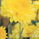 Crizantemele - florile de aur ale toamnei. Aduc vindecarea si linistea!