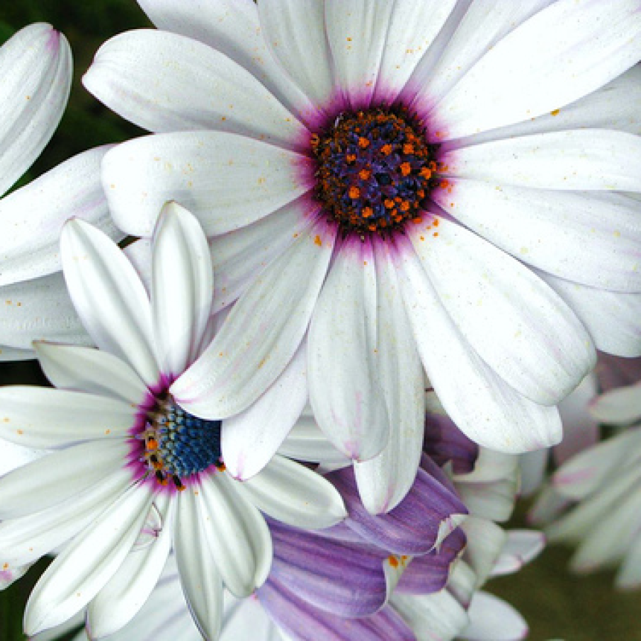 Magia alba a primaverii