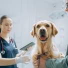 În ce constă consultul veterinar anual și de ce este important?