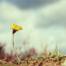 Lectii de viata: 5 lucruri pe care sa ti le reamintesti atunci cand simti ca ai pierdut fericirea