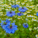 Chimen negru: Beneficii neștiute pentru trup și suflet 